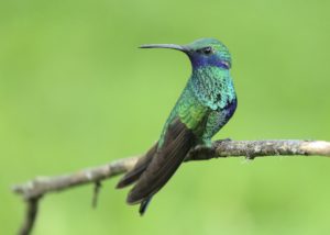 Birdwatching in the Cloud Forest 